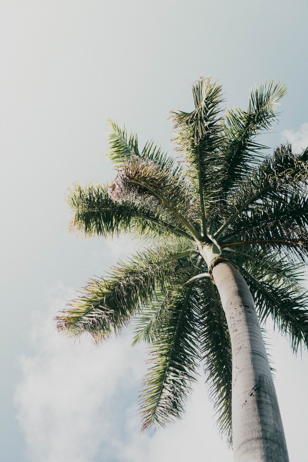 A palm tree against a blue sky - Palm tree