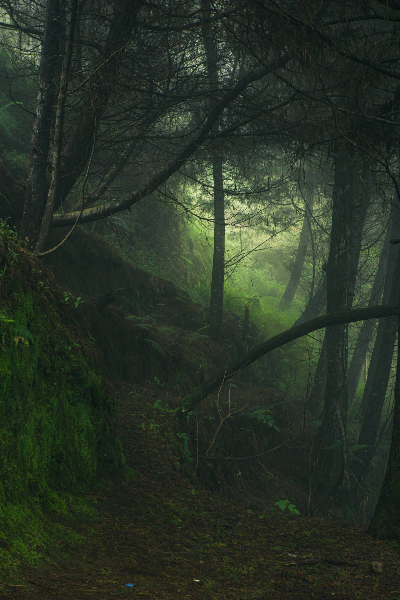 Download Misty Forest Green Aesthetic Wallpaper