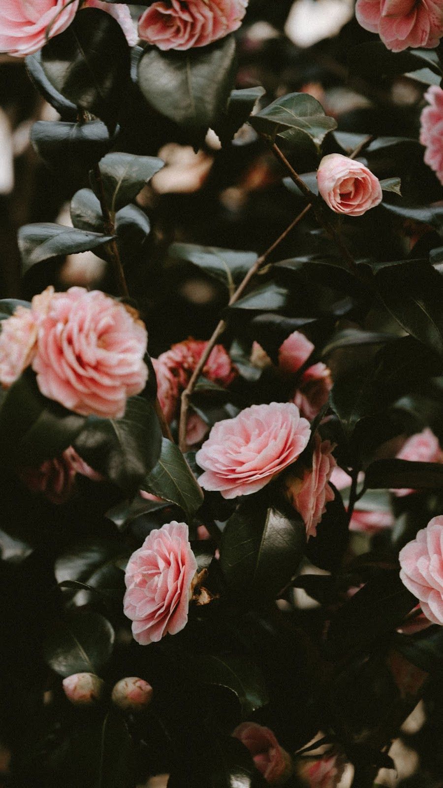 Pink rose aesthetic #wallpaper #iphone #android #background #followme. Papel de parede floral, Flores fotografia, Flores bonitas