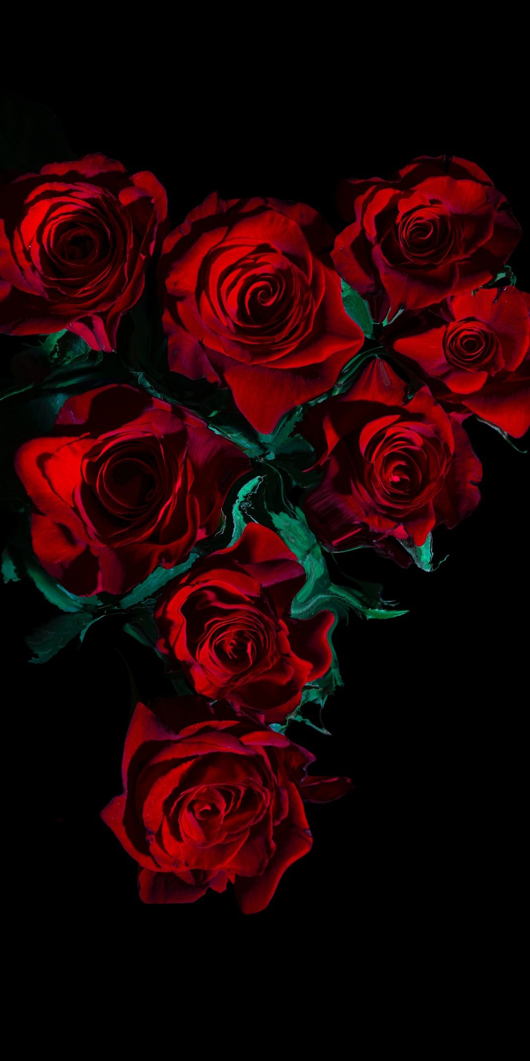 IPhone wallpaper with beautiful red roses on a black background. - Roses