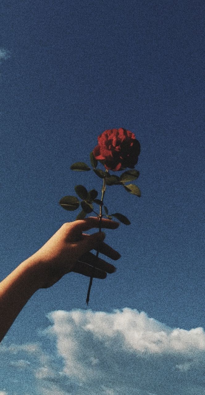 Aesthetic wallpaper of a hand holding a rose with a blue sky background - Roses