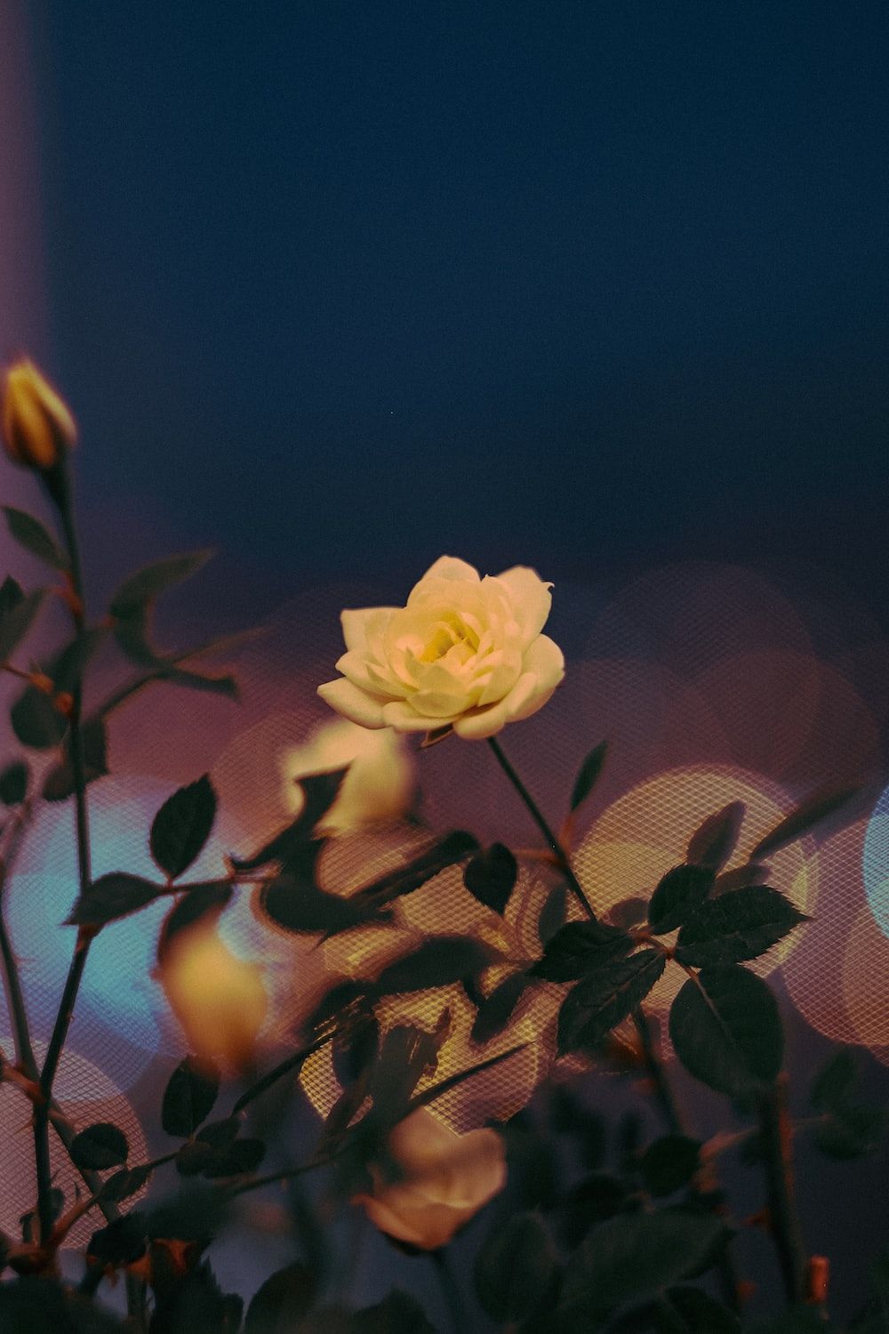 A yellow flower in front of some blurry lights - Roses