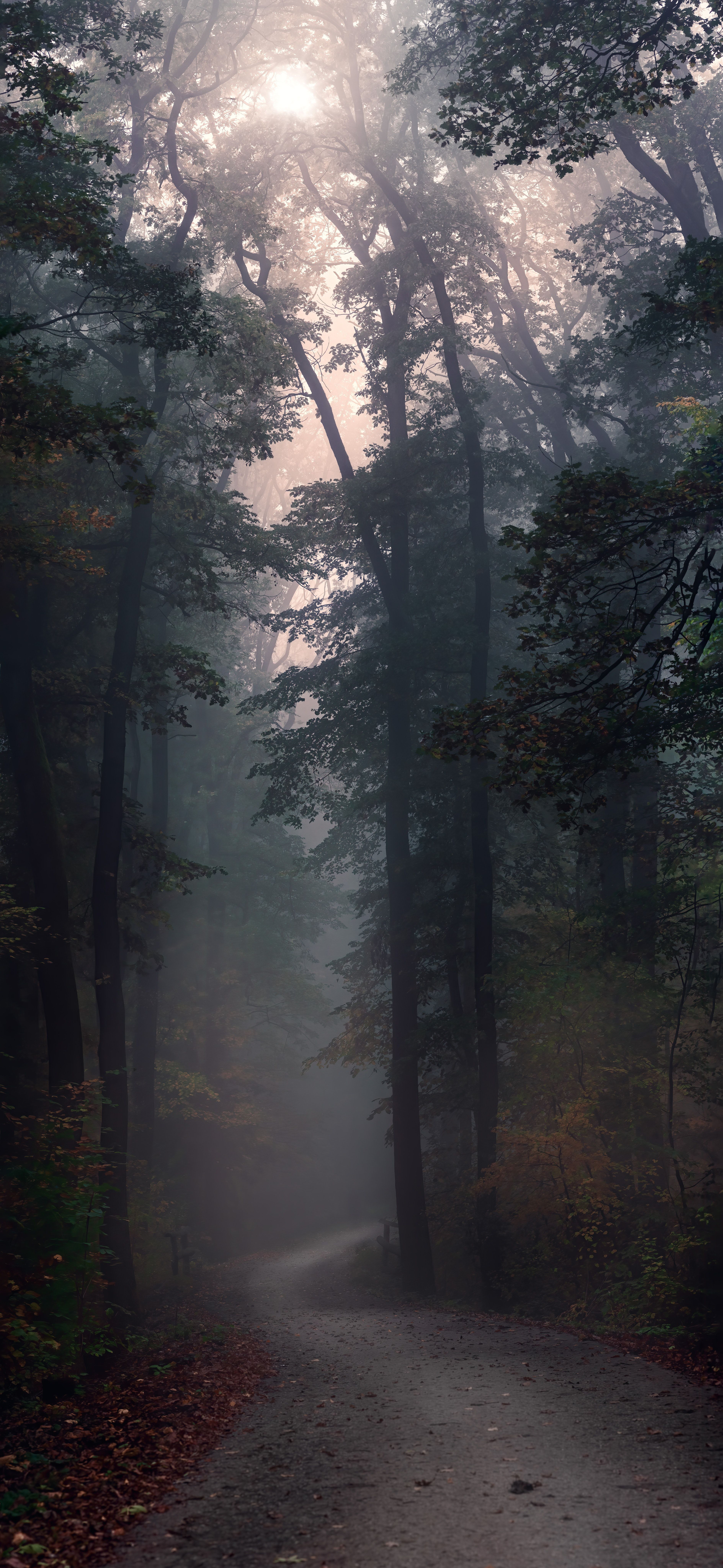 A road that is surrounded by trees - Forest, fog, foggy forest, nature
