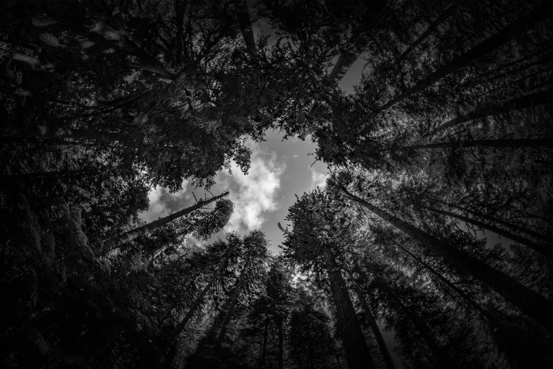 A black and white photo of the sky seen through the trees - Forest