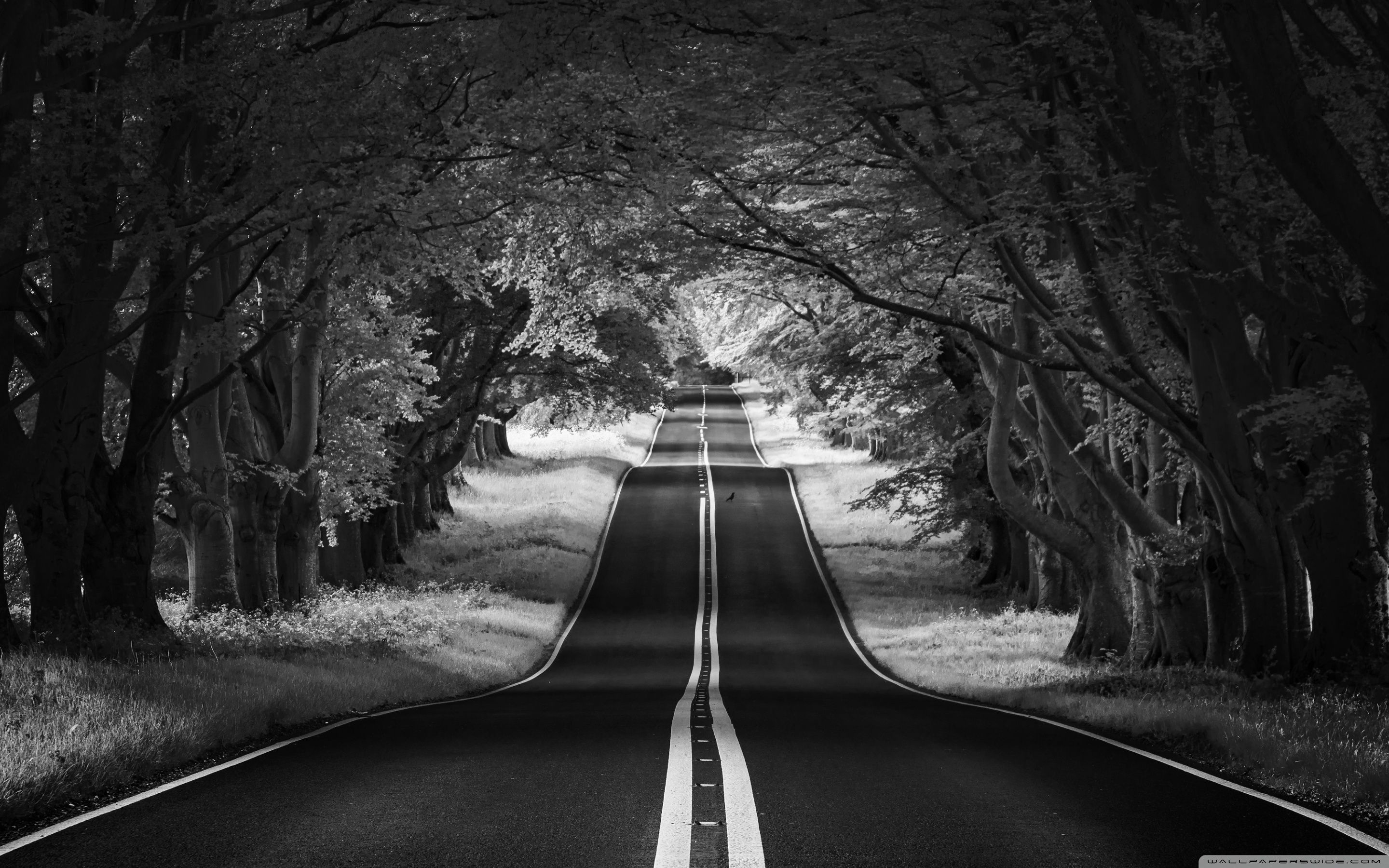 The road to the horizon, road, trees, black and white, 2560x1440 wallpaper - Forest, gray, photography, landscape, road, black and white, scenery