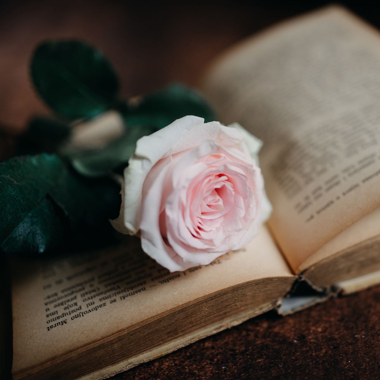 A rose is sitting on top of an open book - Books, roses, flower