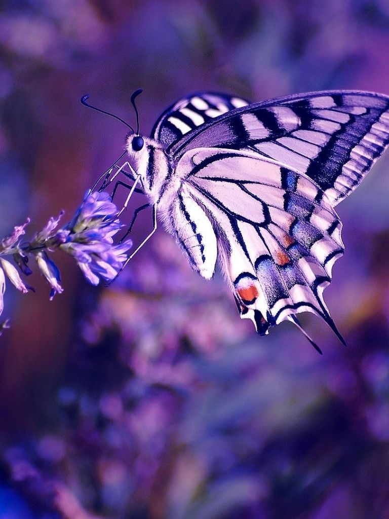 A black and white butterfly on a purple flower - Butterfly