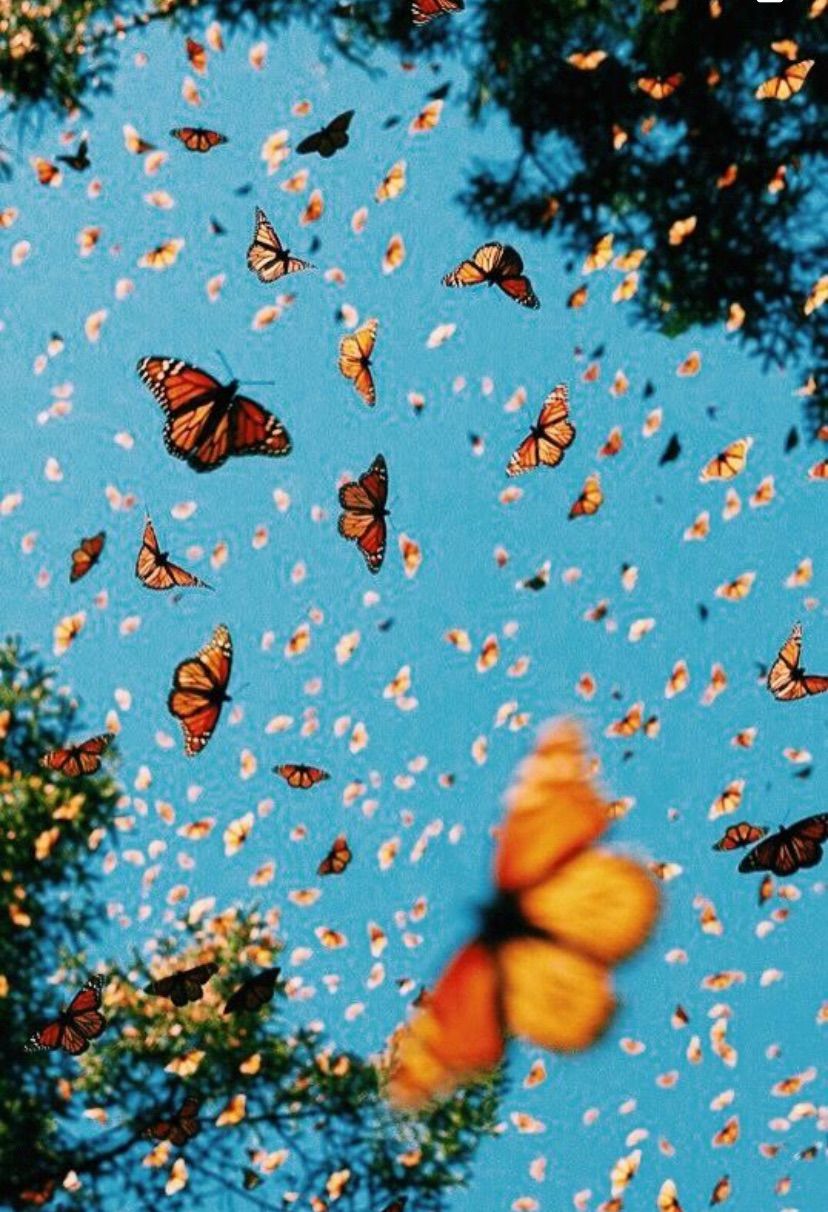 A field of flowers with butterflies flying around - Butterfly