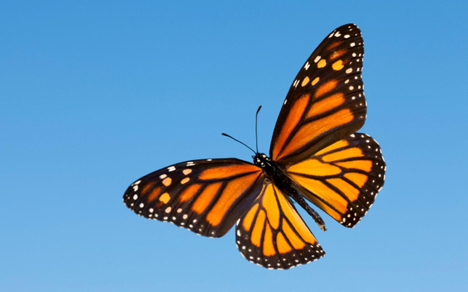 A monarch butterfly flying in the sky - Butterfly