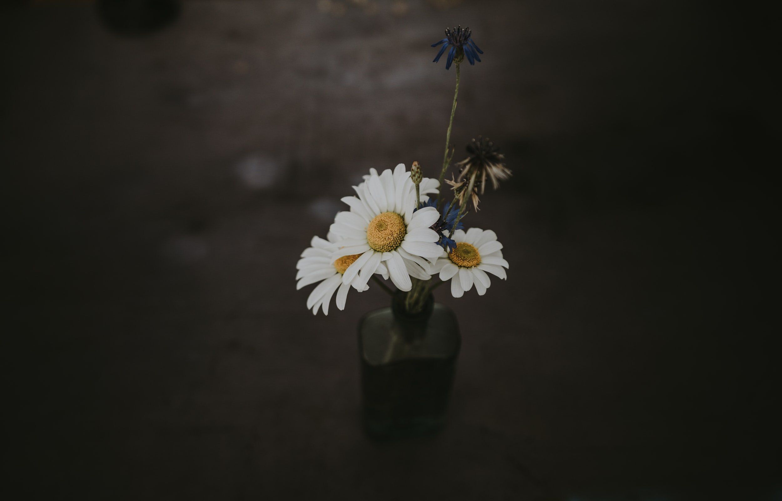 A vase with daisies in it on a table. - Dark academia