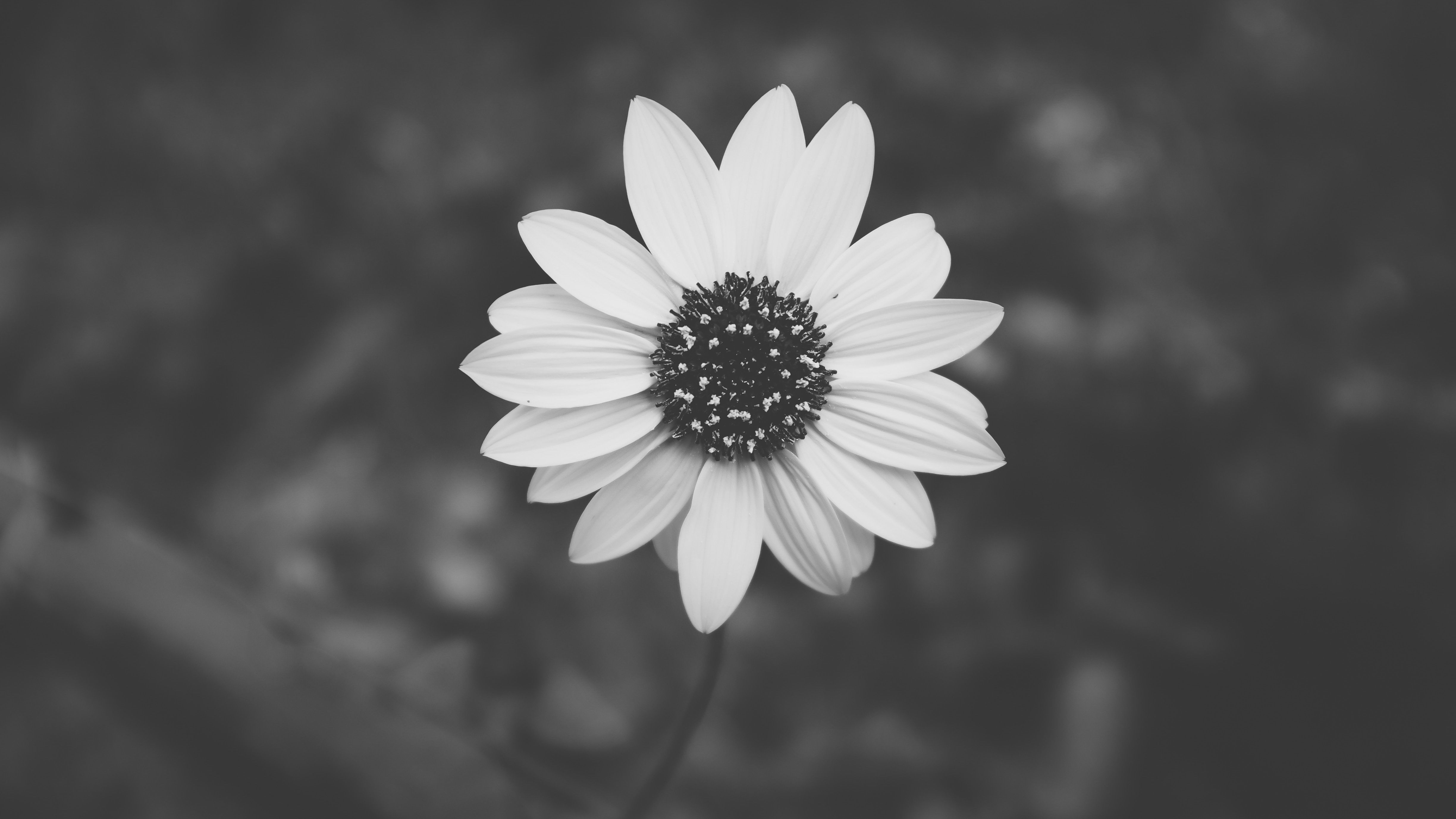 4896x2754 petal, fresh, black background, black wallpaper, black and white, daisy, bloom, Free image, bud, wallpaper, blossom, b&w, sunflower, flower, garden, plant Gallery HD Wallpaper