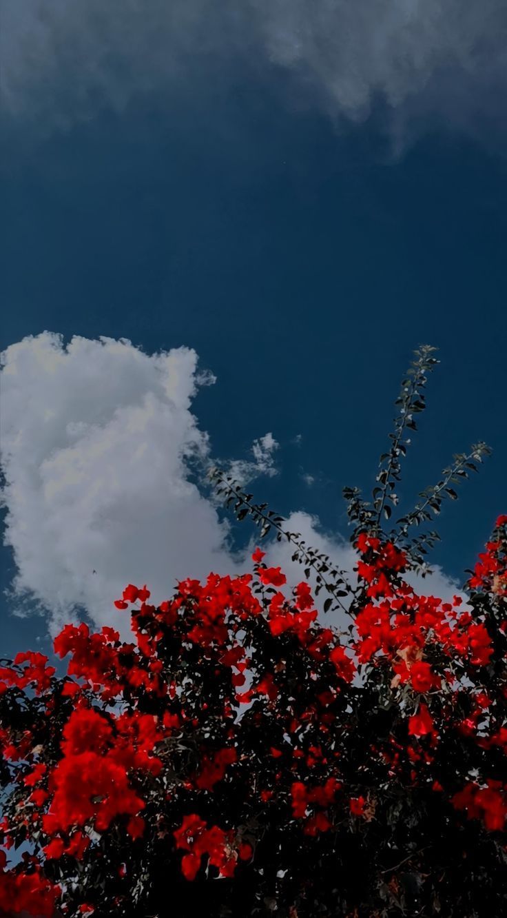 A red flower is in front of the sky - Nature