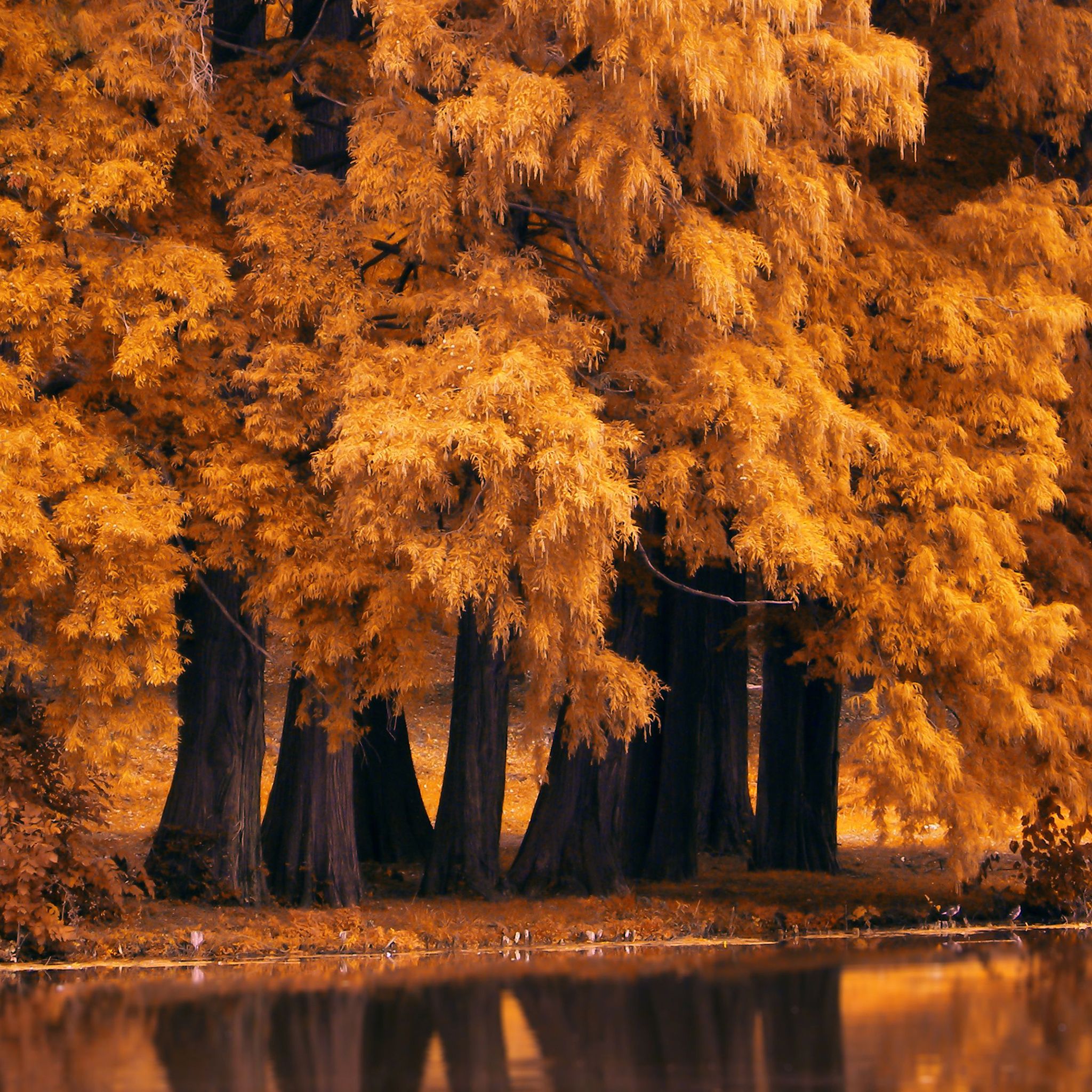 A grove of yellow trees beside a lake. - Fall iPhone