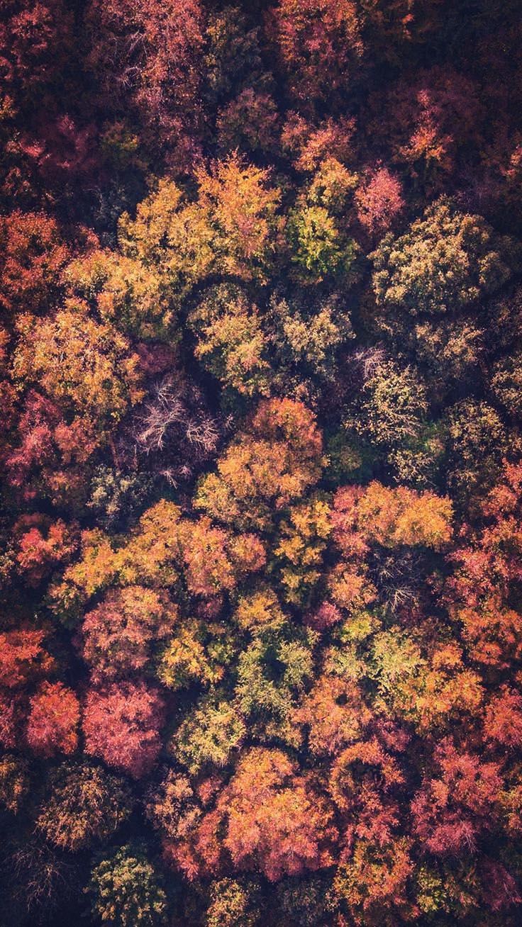 A bird's eye view of the trees - Fall iPhone