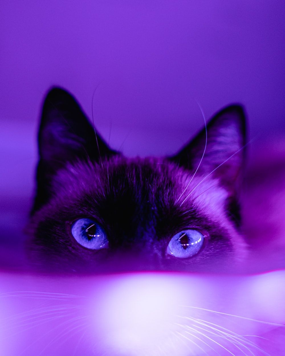 A cat is looking out of the water - Purple, cute purple, dark purple, cat