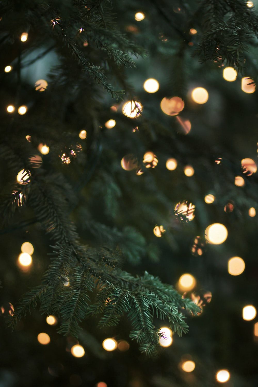 A close up of a Christmas tree with lights on it - Christmas lights, white Christmas