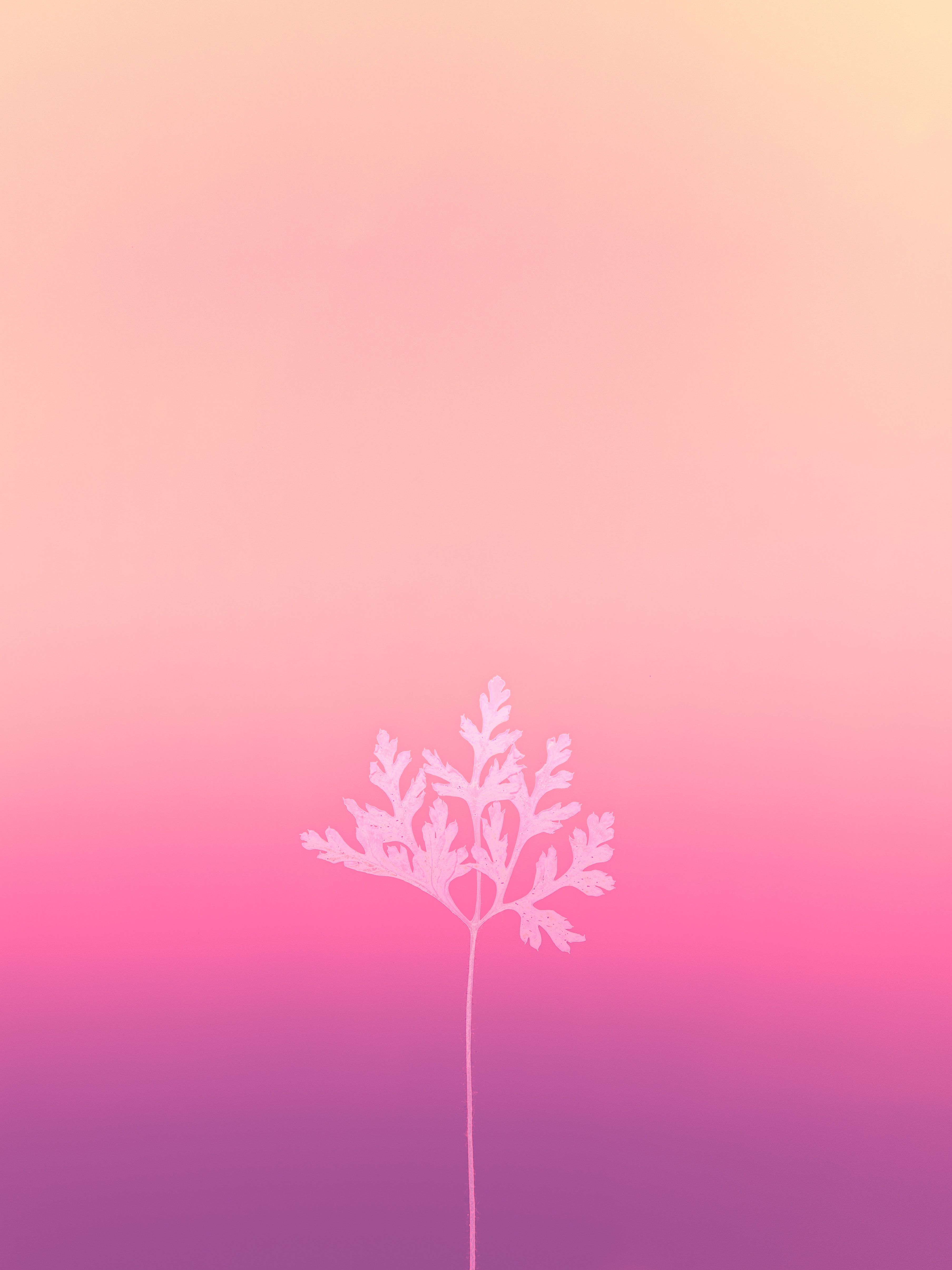 A plant on a gradient background - Pink