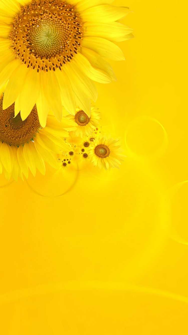 Sunflowers on a yellow background - Yellow