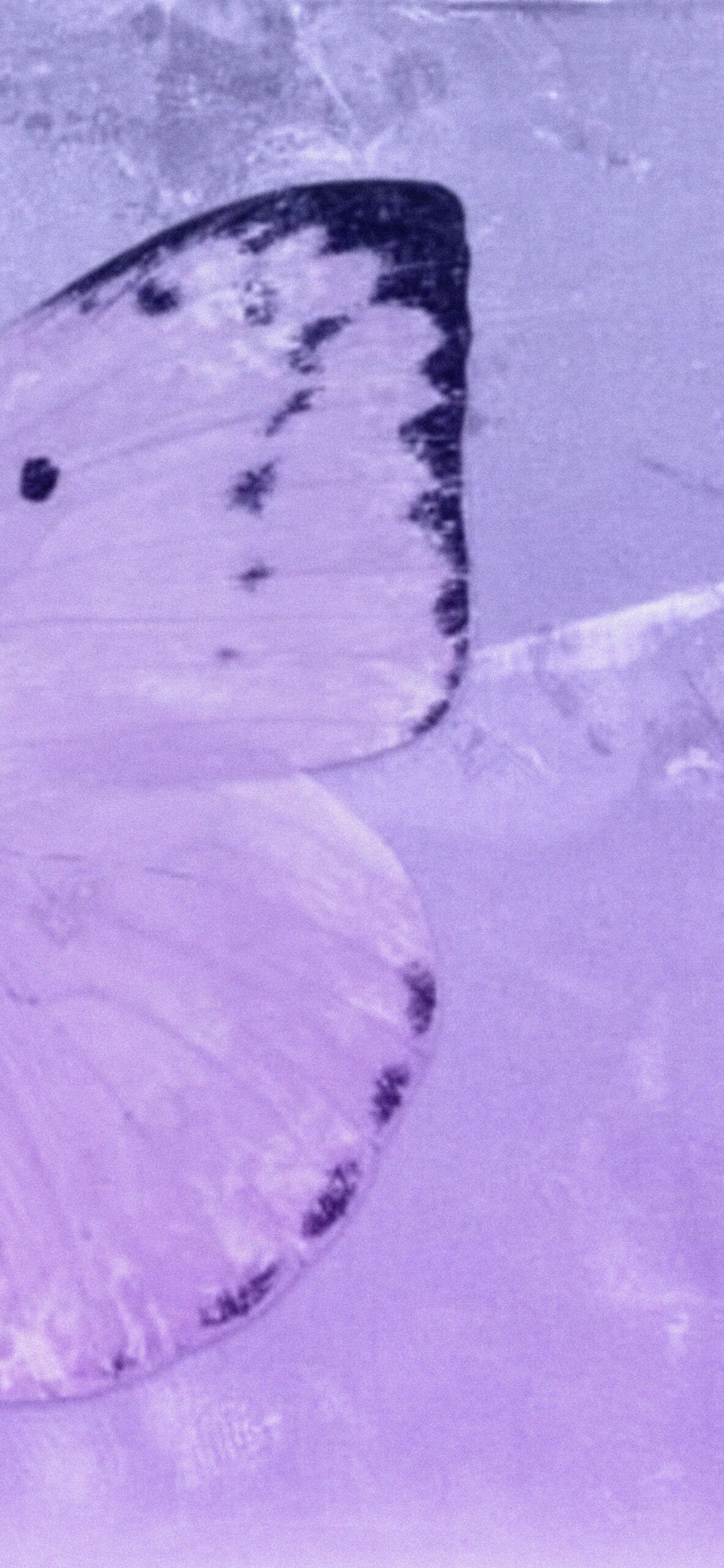 A purple butterfly with black spots on it - Light purple, purple, lavender, violet, pastel purple