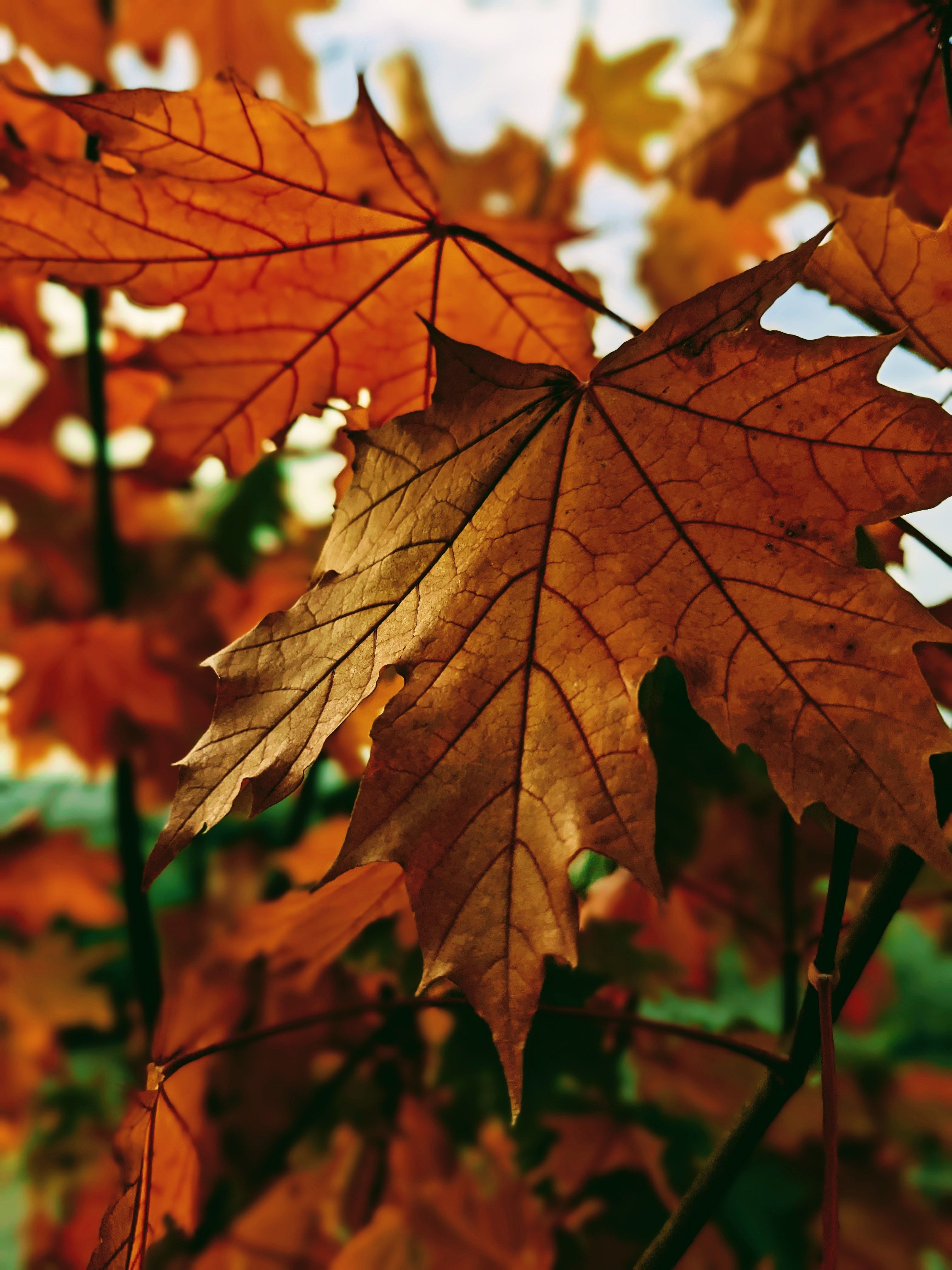 Fall Aesthetic Photo, Download Free Fall Aesthetic & HD Image