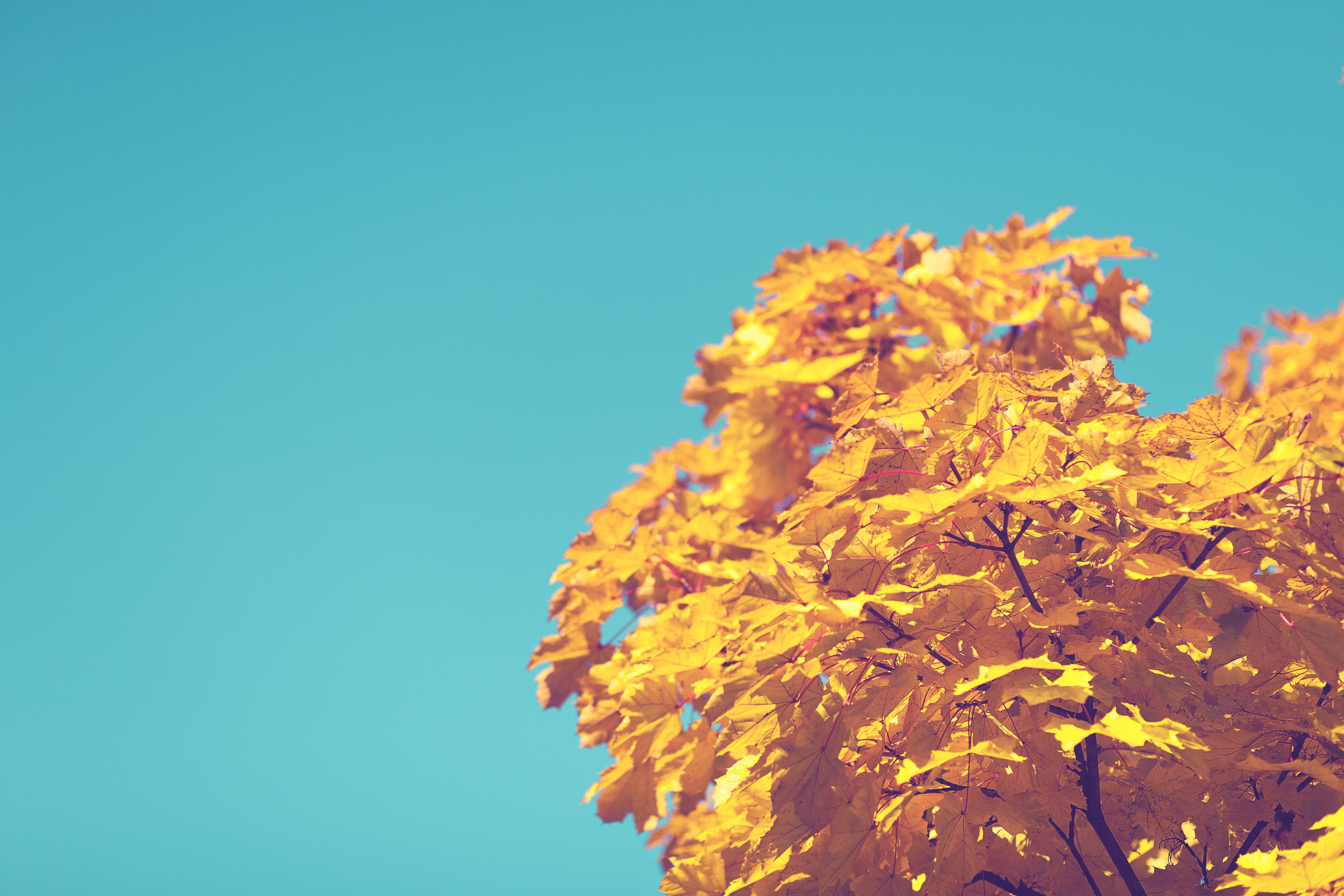 A tree with yellow leaves against a blue sky - Fall