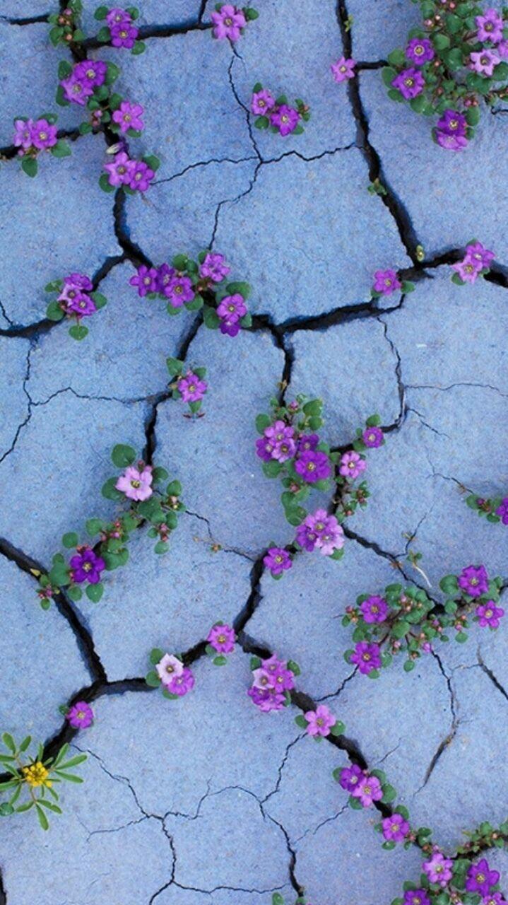 A cracked surface with purple flowers growing on it - Flower