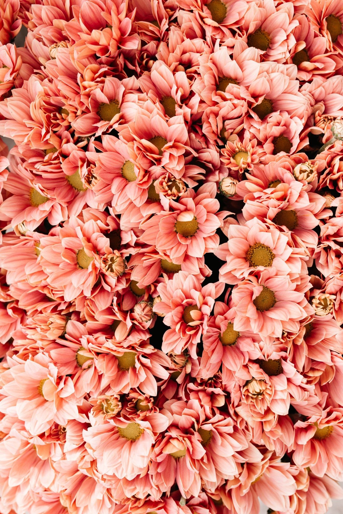 A close up of some pink flowers - Flower