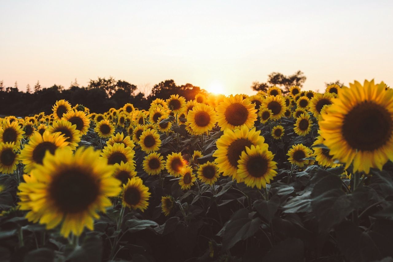 A field of sunflowers with the sun setting in the background - Flower
