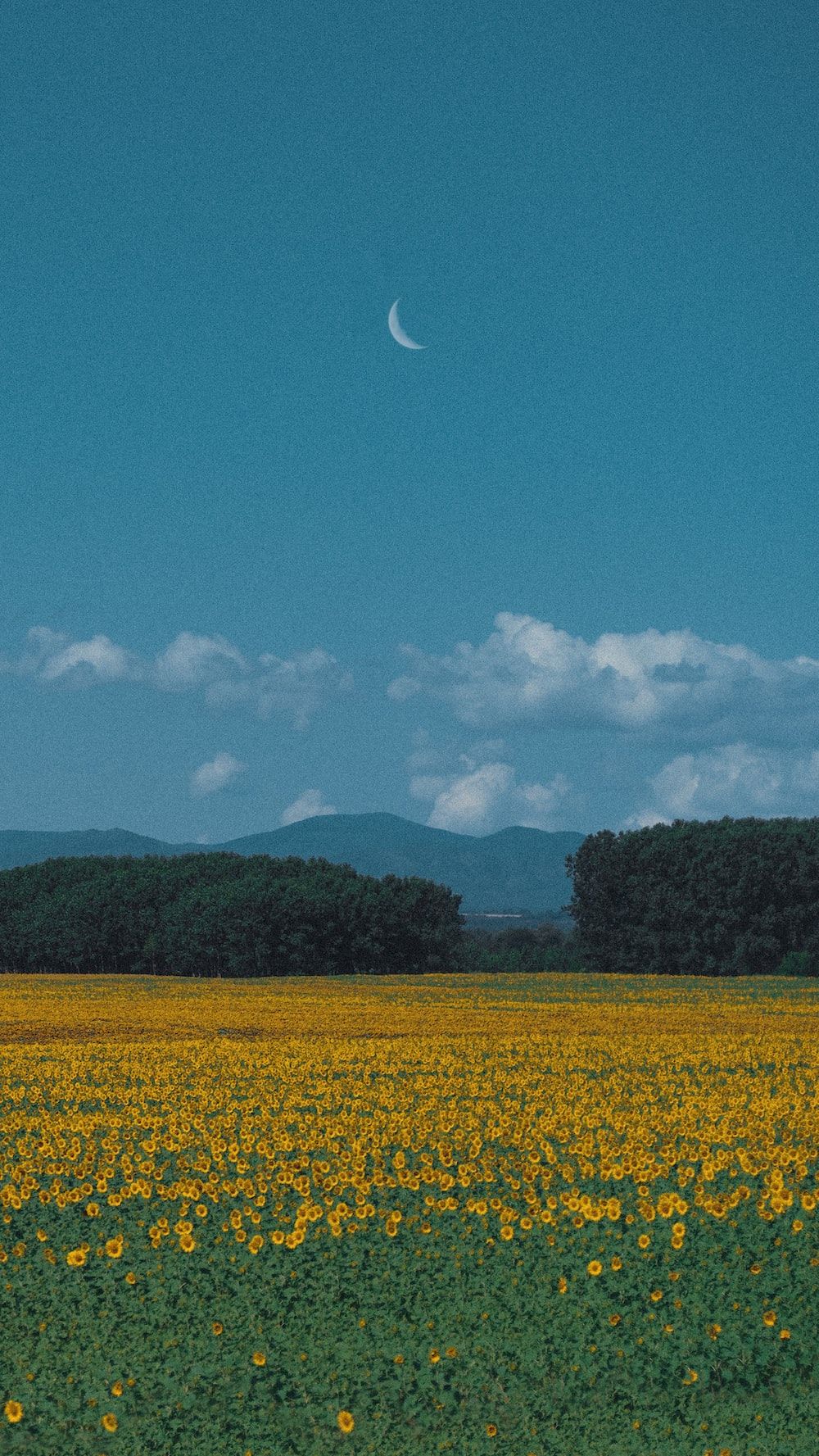 A field of sunflowers with a blue sky and a crescent moon. - Dark green, green, teal, farm