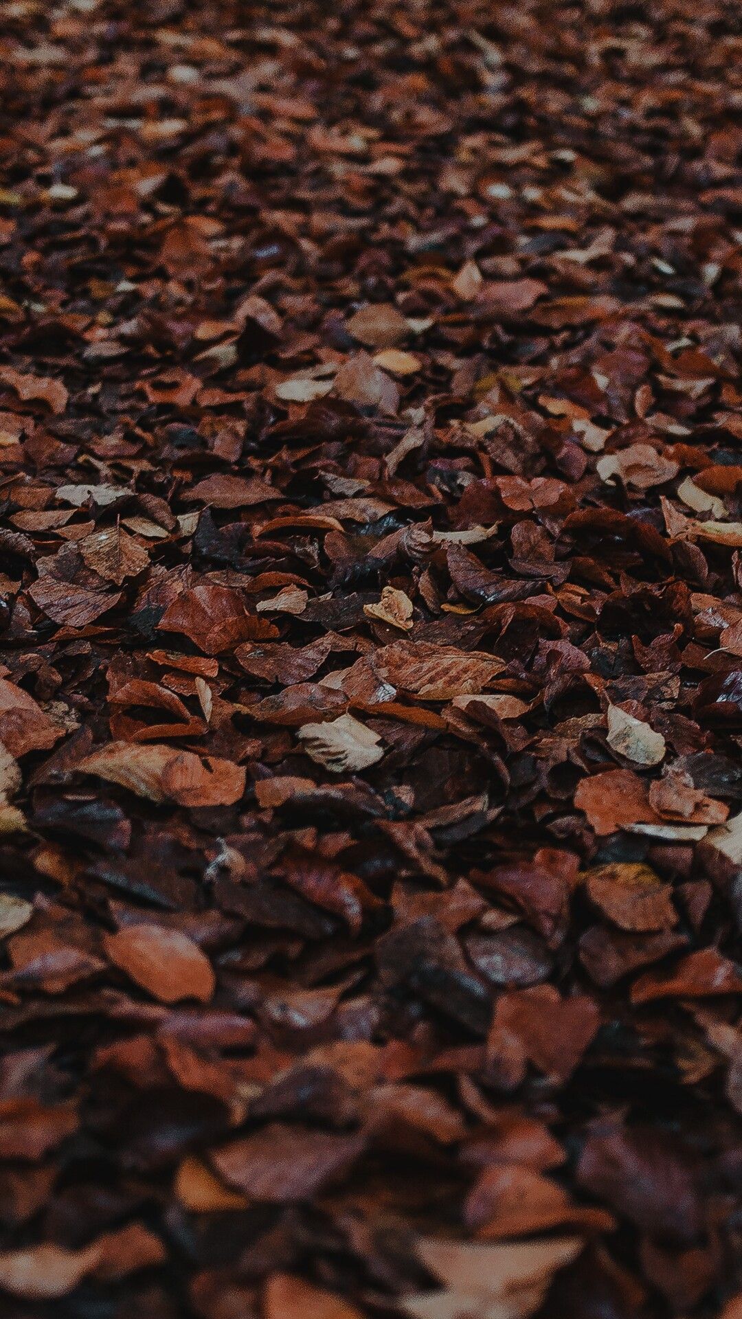 A close up of an apple on the ground - Brown