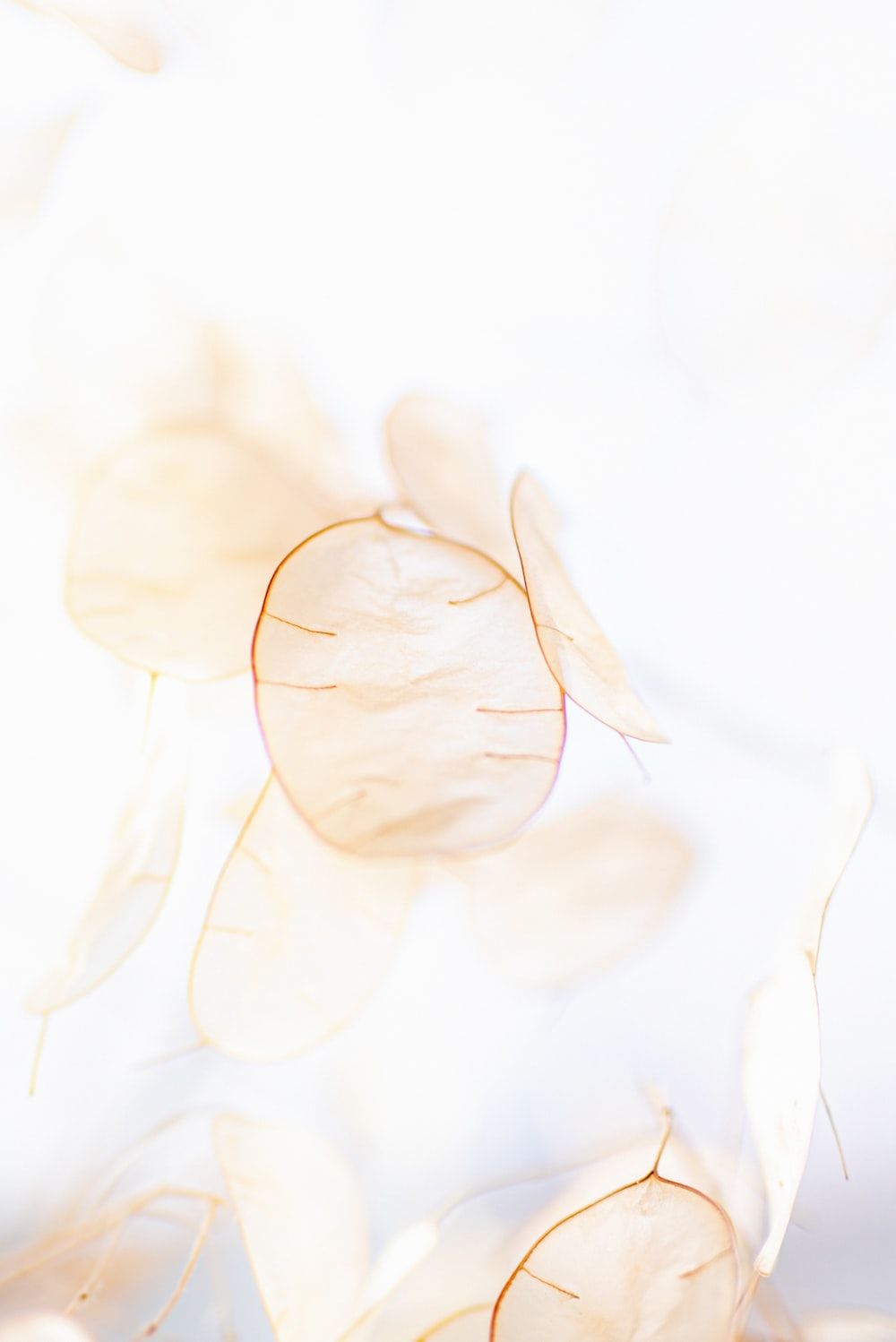 A close up of a string of fairy lights on a white background - Beige