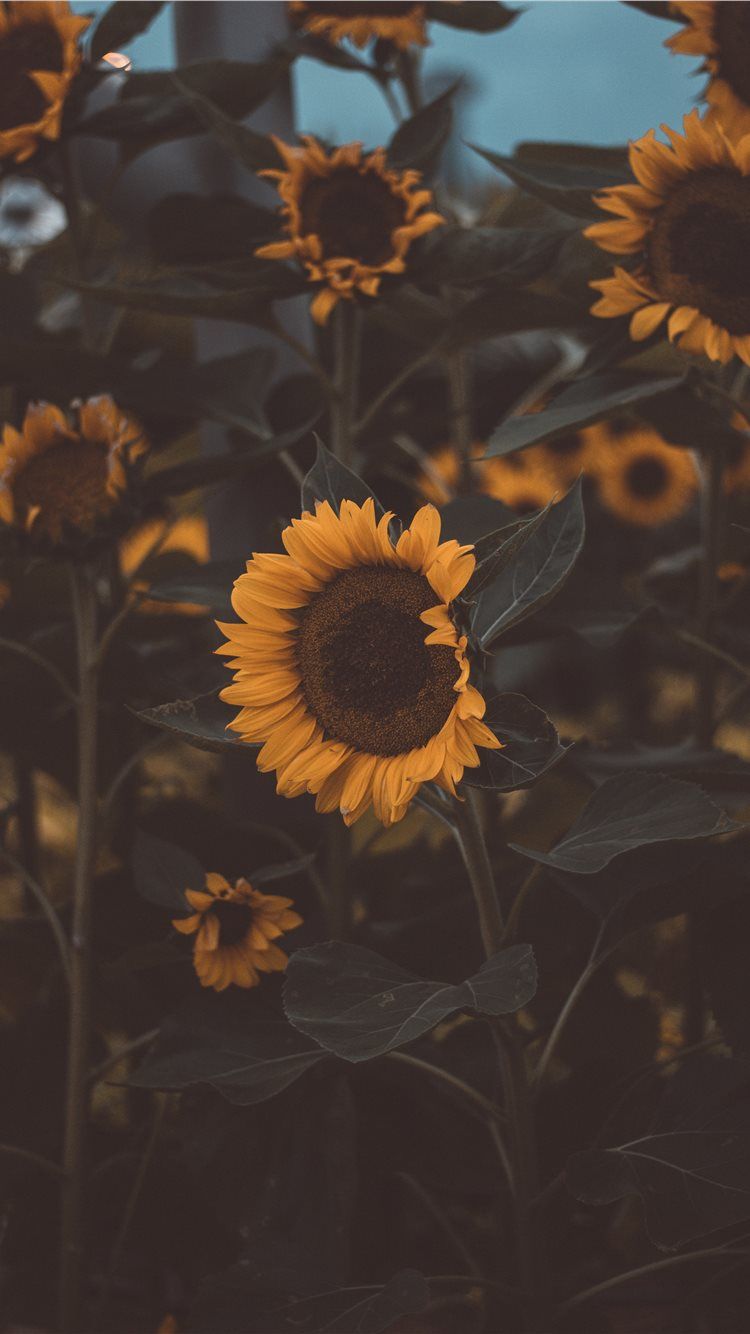 A sunflower with a blue sky in the background - Sunflower