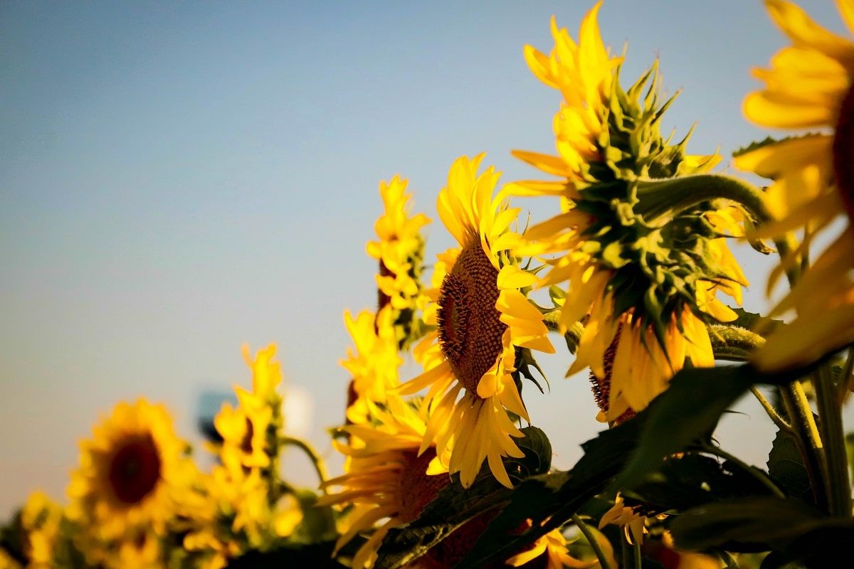 Sunflowers against a blue sky - Sunflower