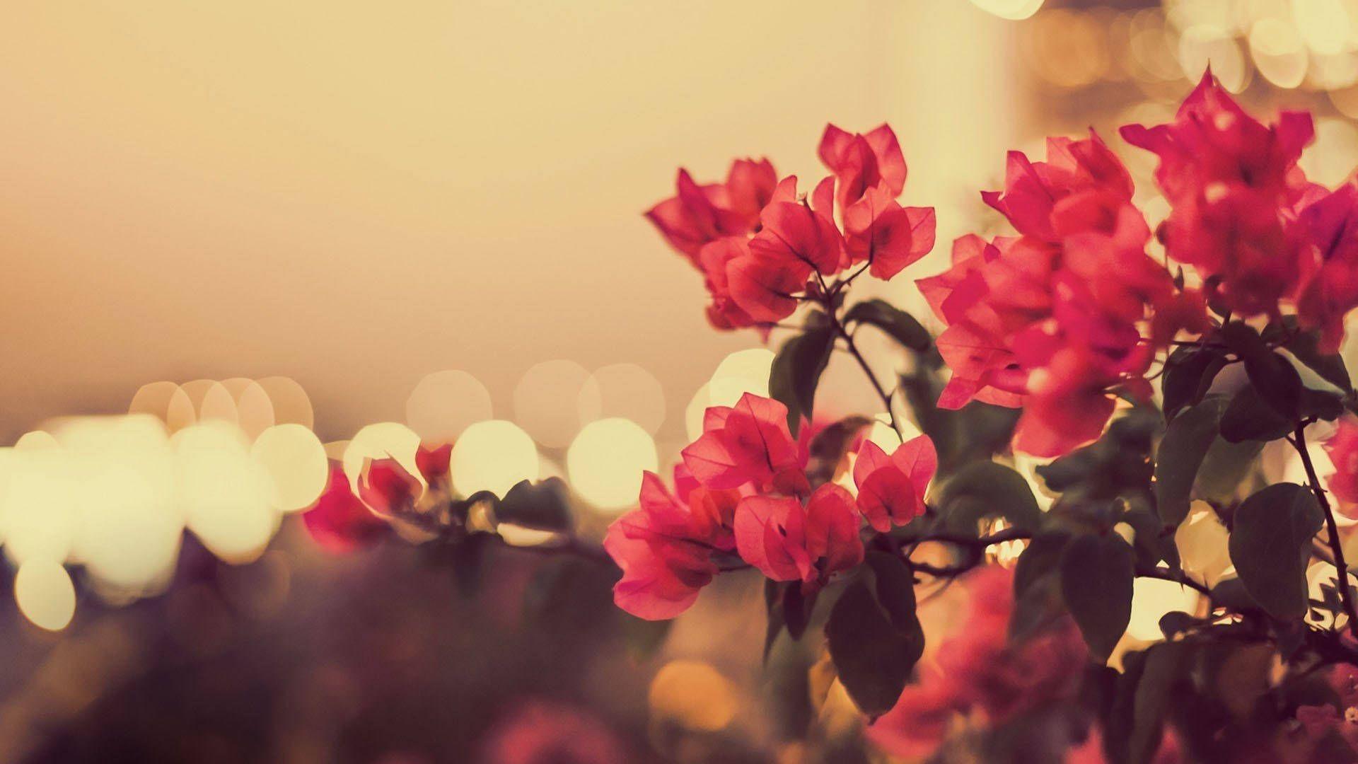 Red flowers in the sunset wallpaper 1920x1080 Red flowers in the sunset wallpaper - Vintage