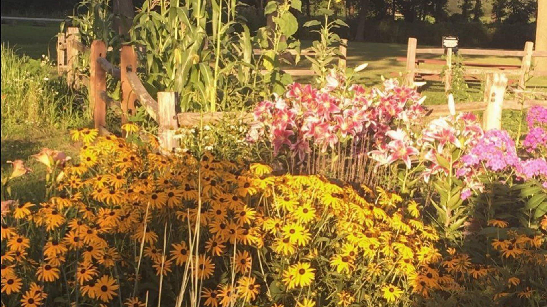 A garden with flowers and corn growing in it. - Cottagecore