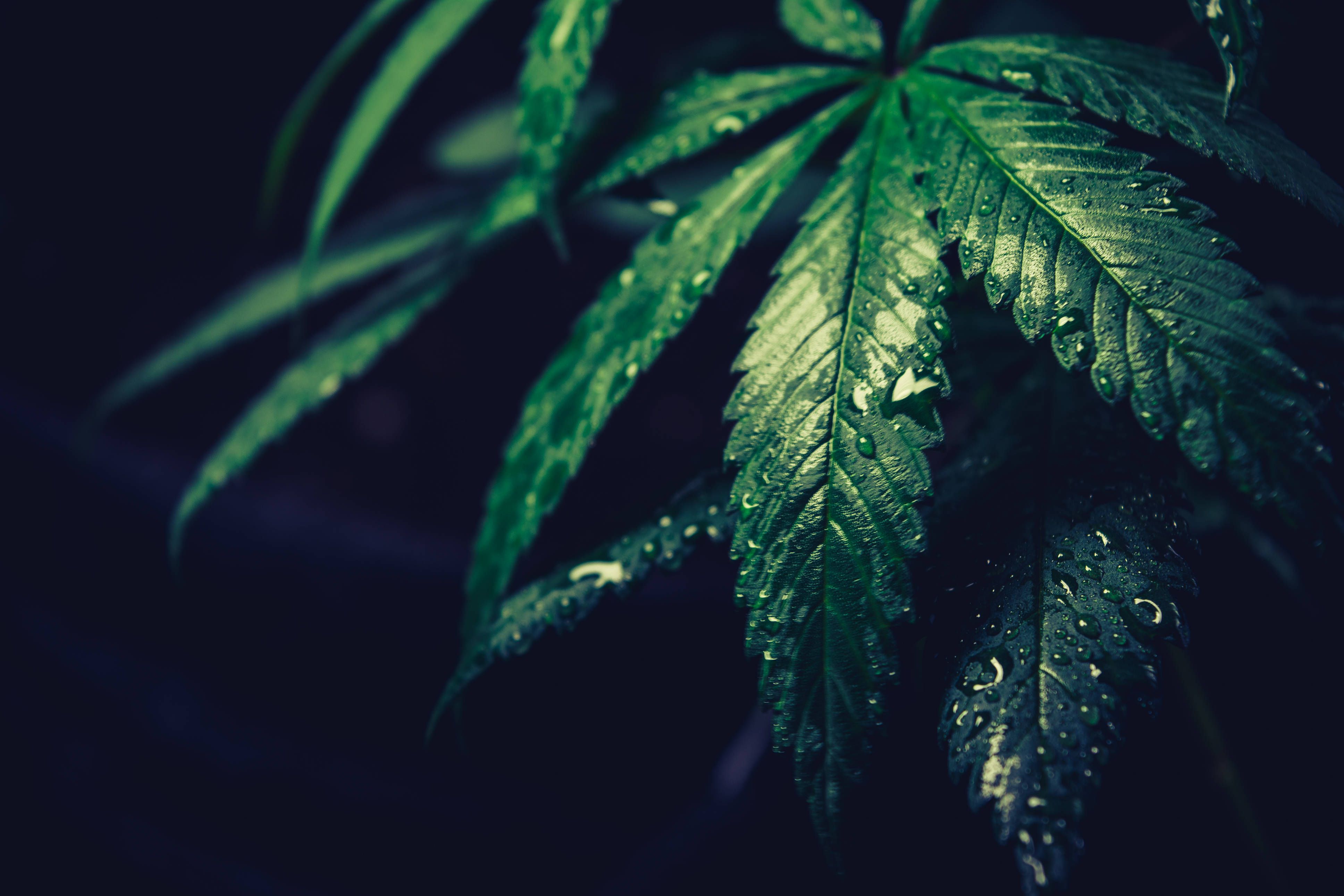 A close up of a cannabis plant with water droplets on the leaves - Weed