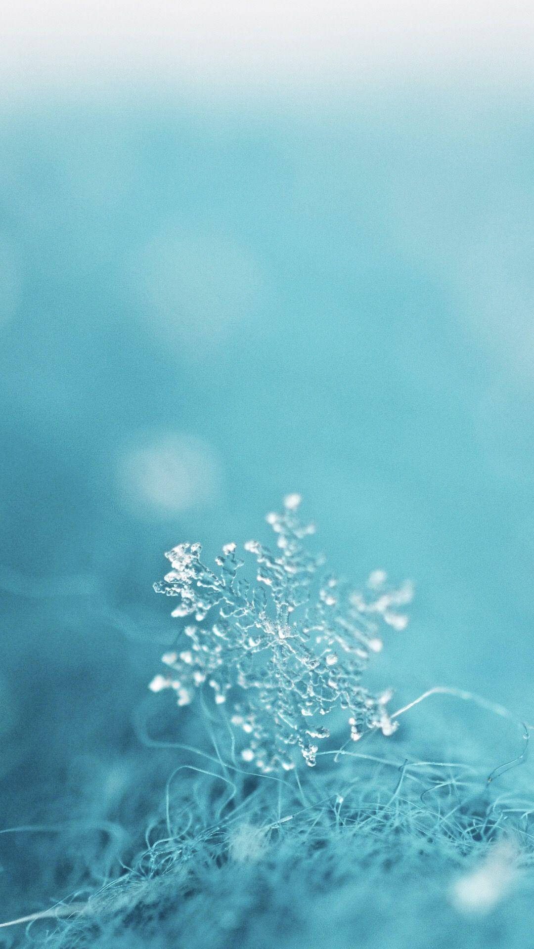Download Macro Blur Aesthetic Teal Snowflake Wallpaper