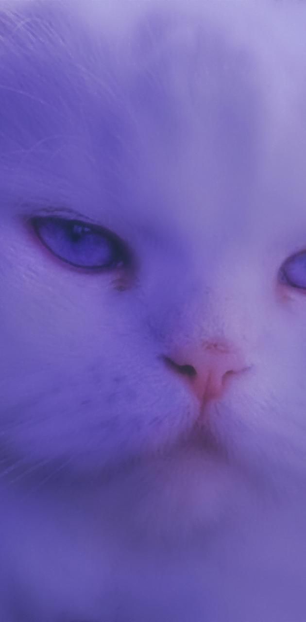 A white cat with blue eyes is looking at the camera - Cat