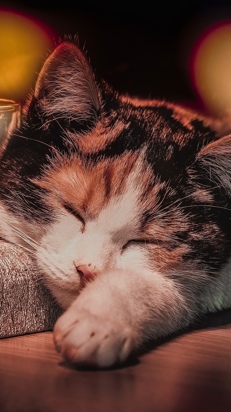 Cat Sleeping iPhone iPhone 6S, iPhone 7 HD 4k Wallpaper, Image, Background, Photo and Picture