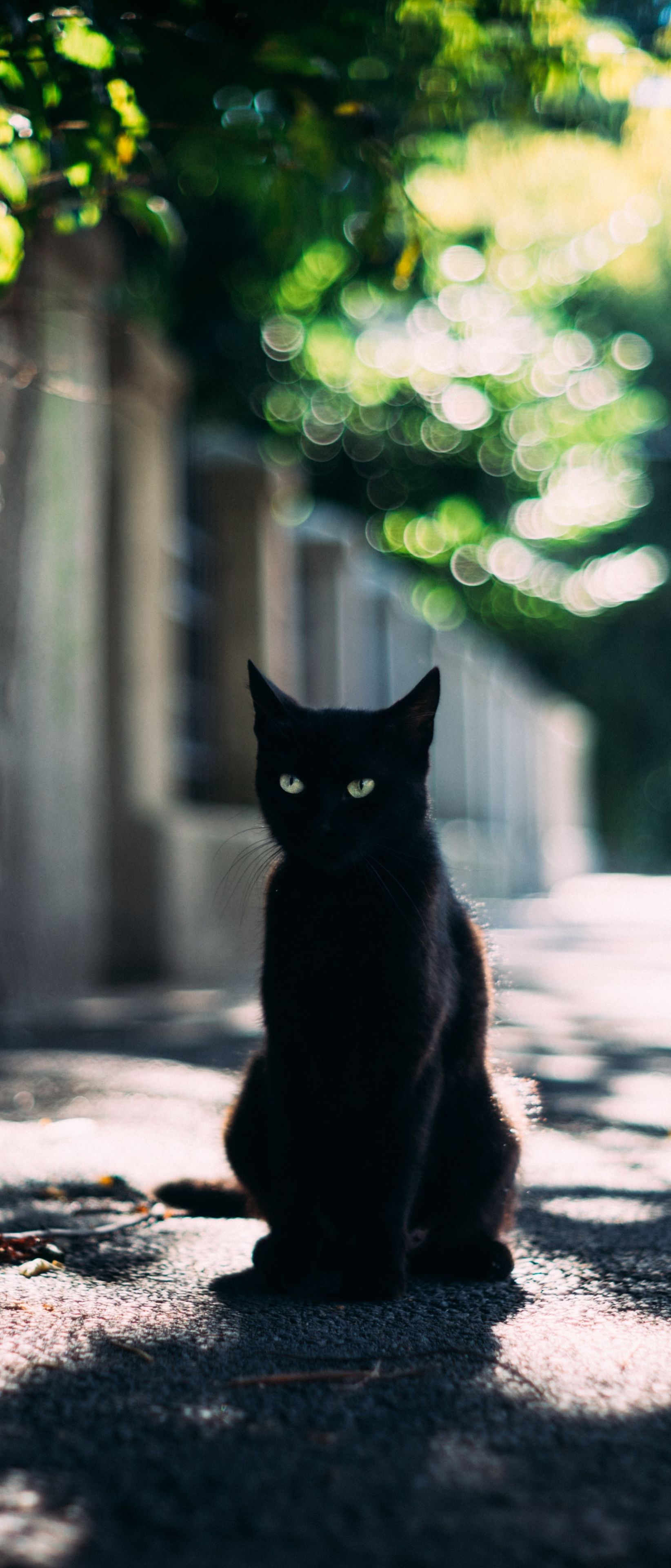 A black cat sitting on the sidewalk - Cat