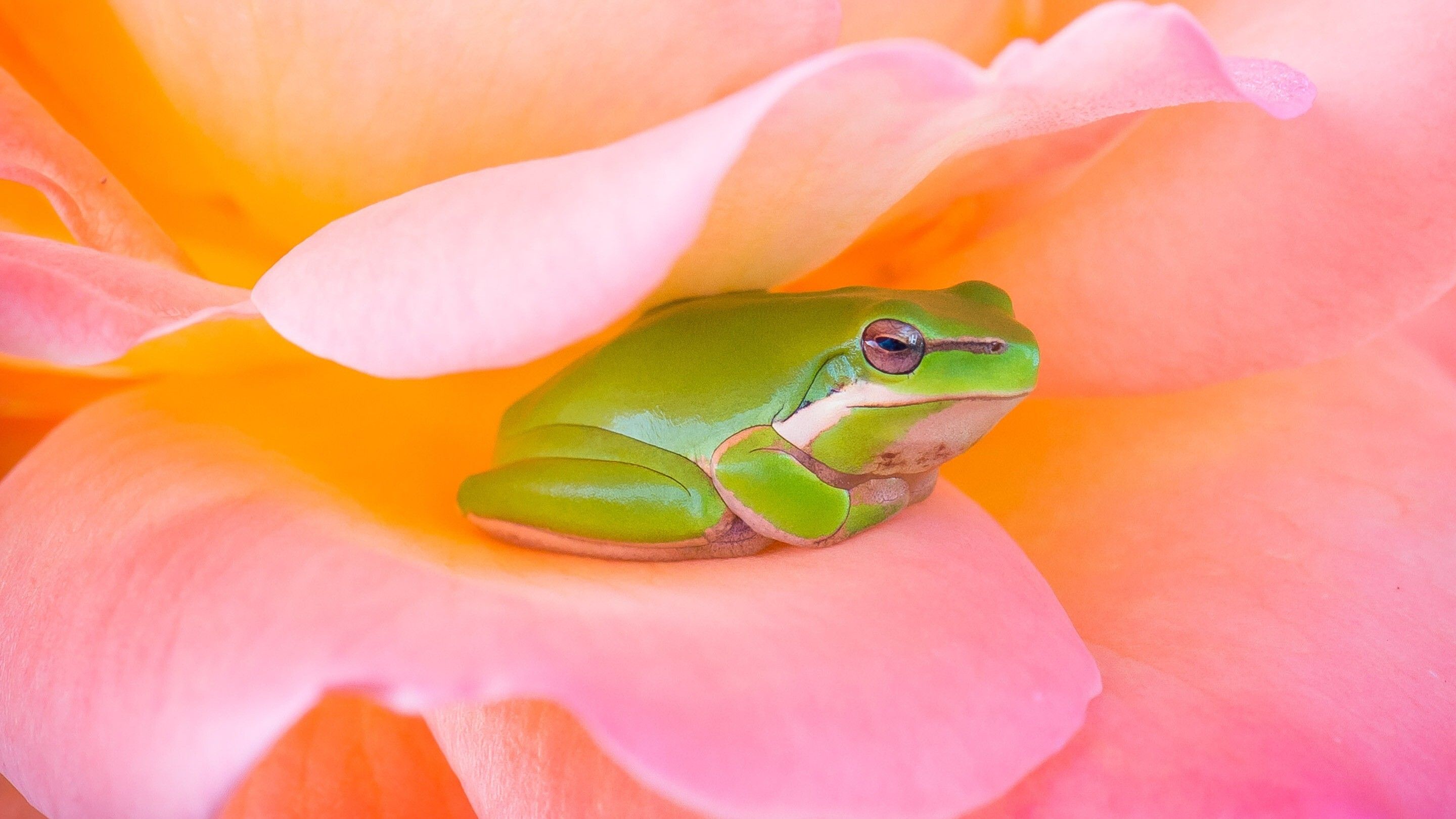 A green frog sitting on a pink rose. - Frog