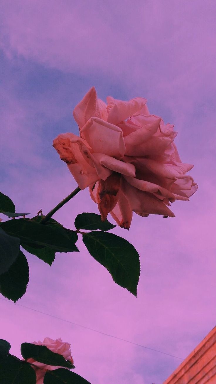 Rose Gold Aesthetic Cute - Flower #aesthetic #sky #flowers #background #tumblr #rose #colors Beautiful Wallpaper, Sky Aesthetic, Cute