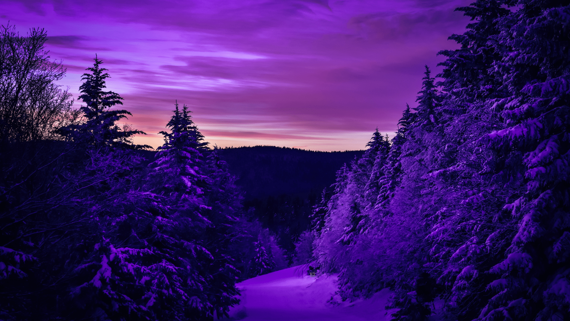 A purple tinted image of a snowy forest at night. - Purple, cute purple, violet