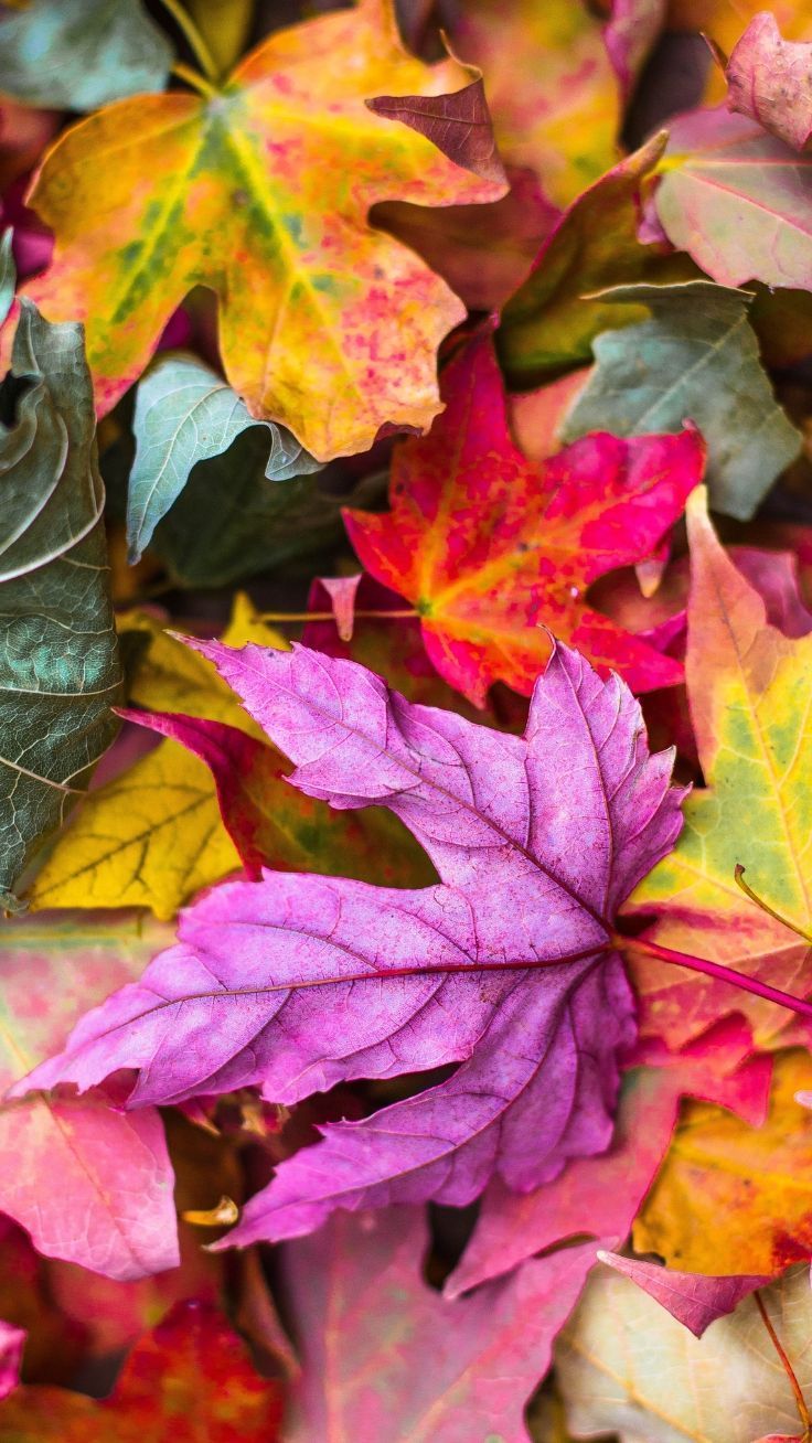 iPhone Wallpaper To Fall In Love With Autumn. Preppy Wallpaper. Autumn leaves wallpaper, iPhone wallpaper fall, Fall wallpaper