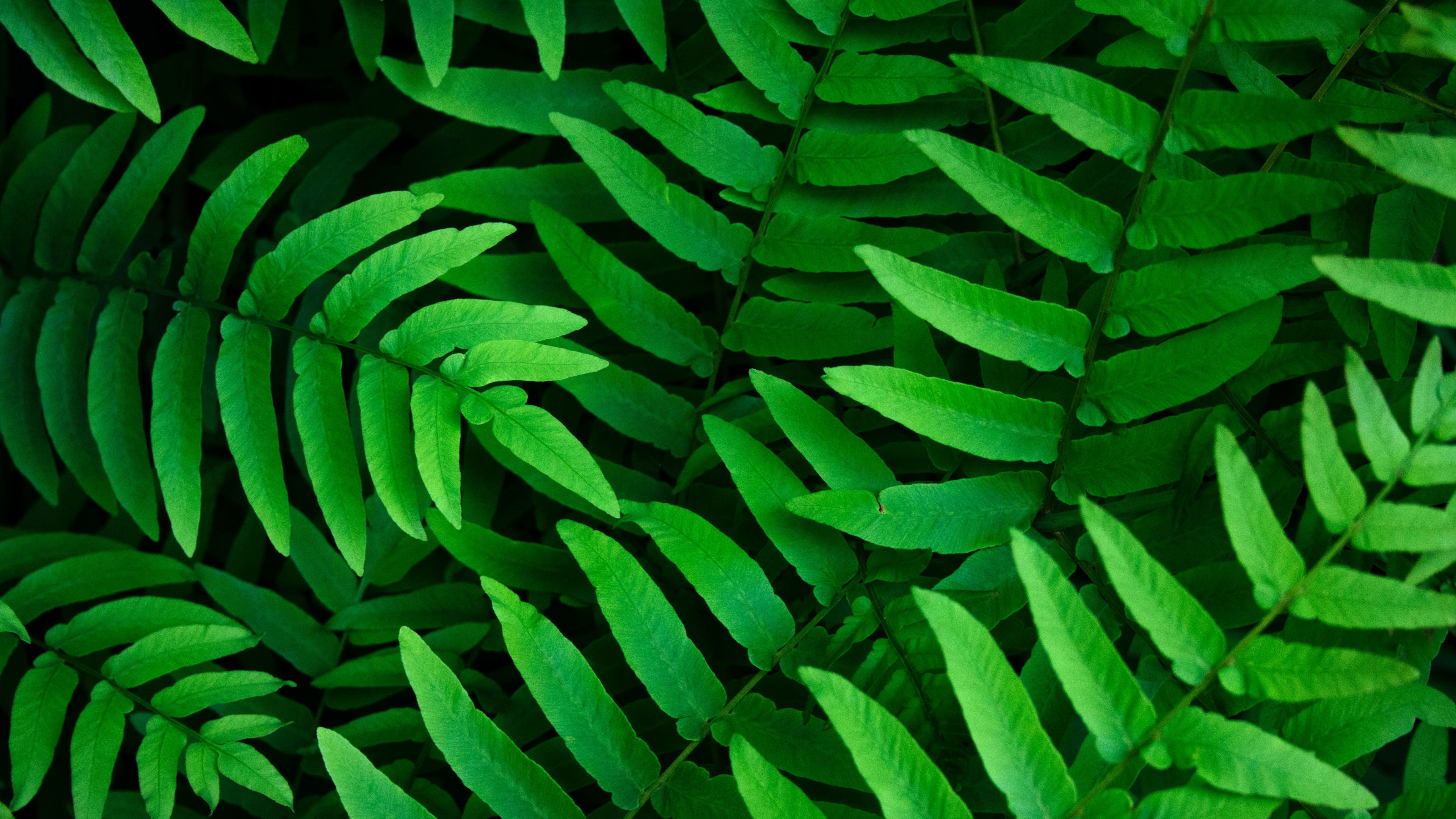 Green leaves Wallpaper 4K, Ferns, Leaf Background, Nature