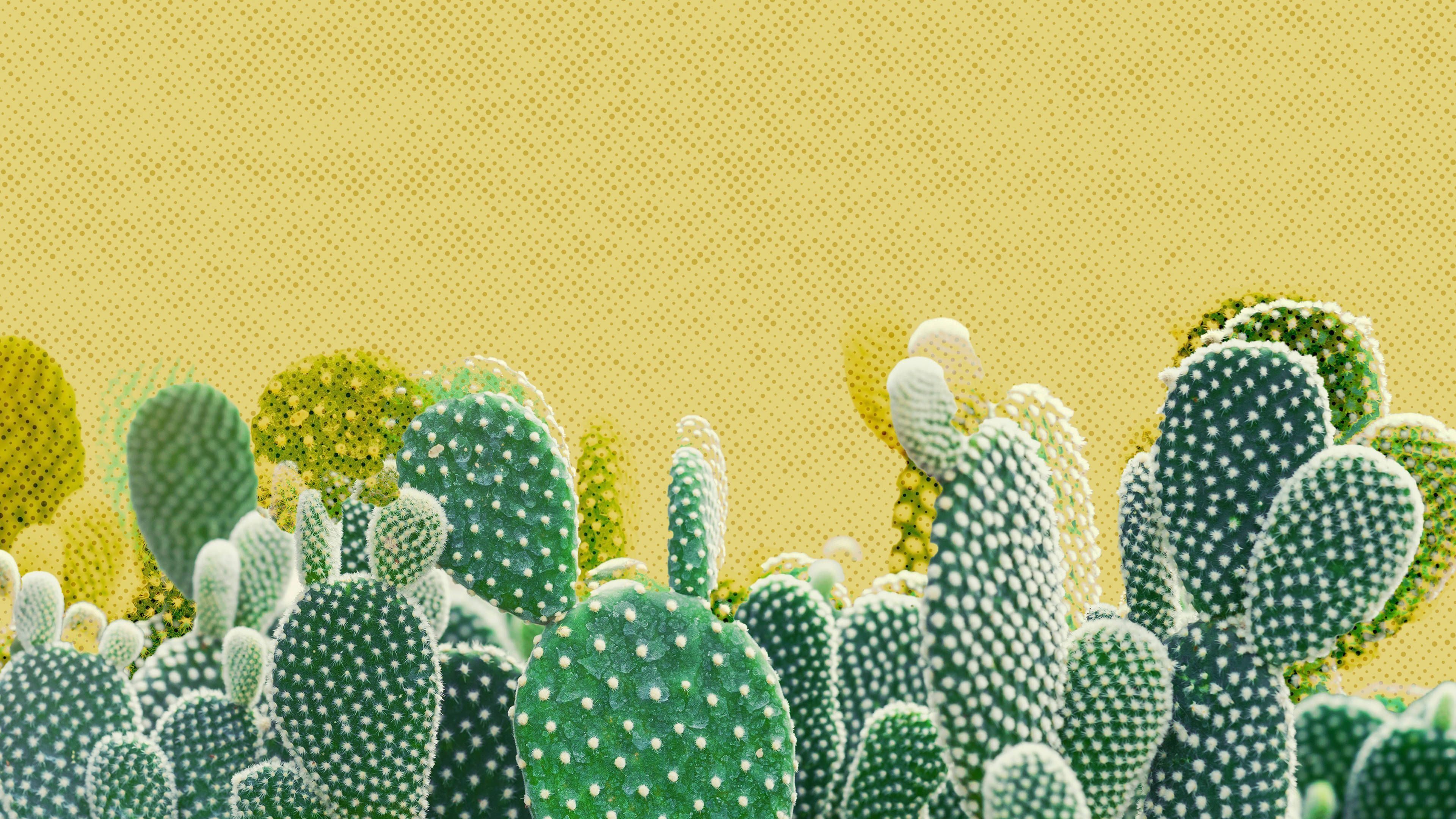 A cactus plant with yellow background - Cactus, western