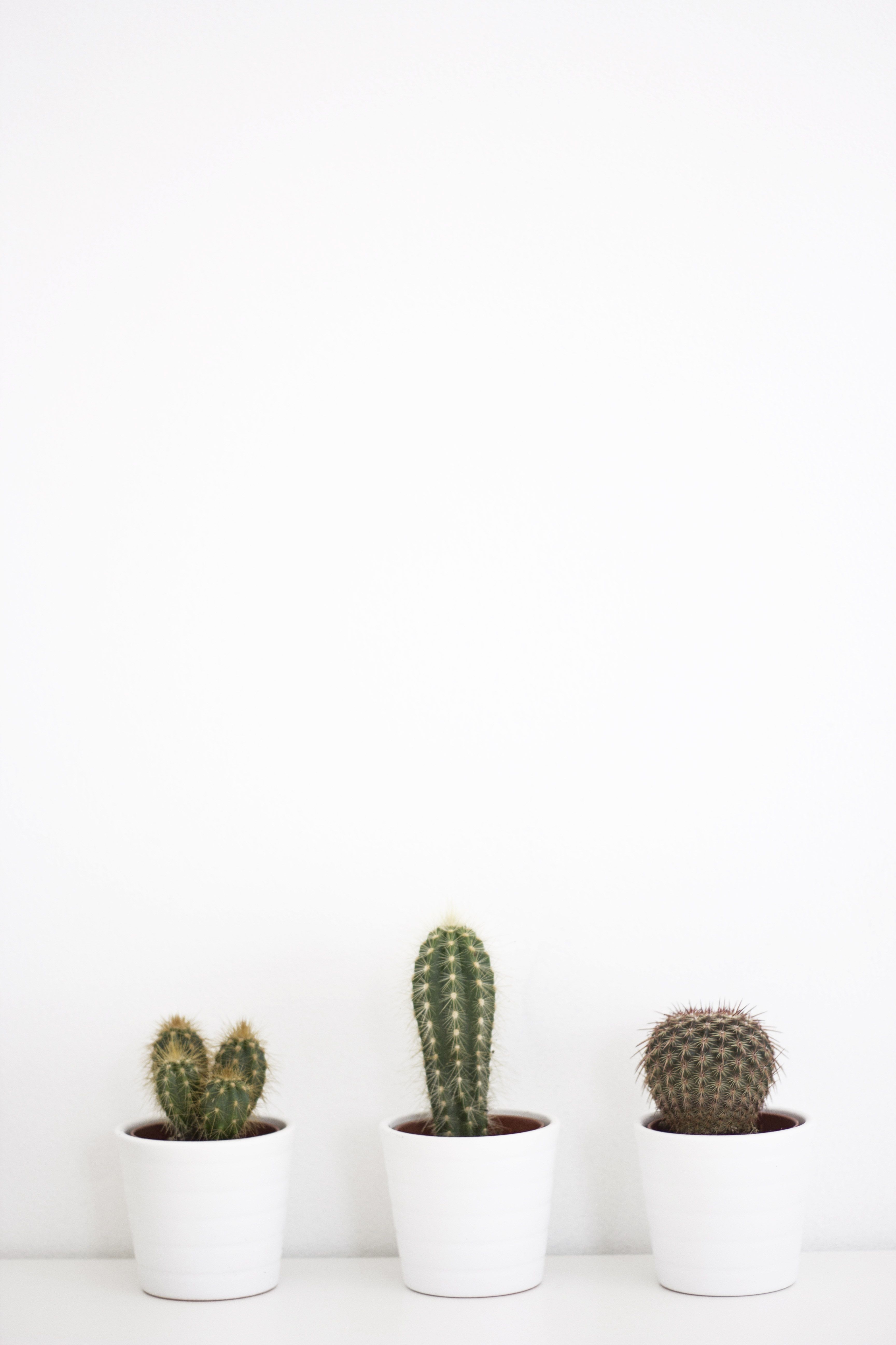 Three small cactus plants in white pots - Cactus