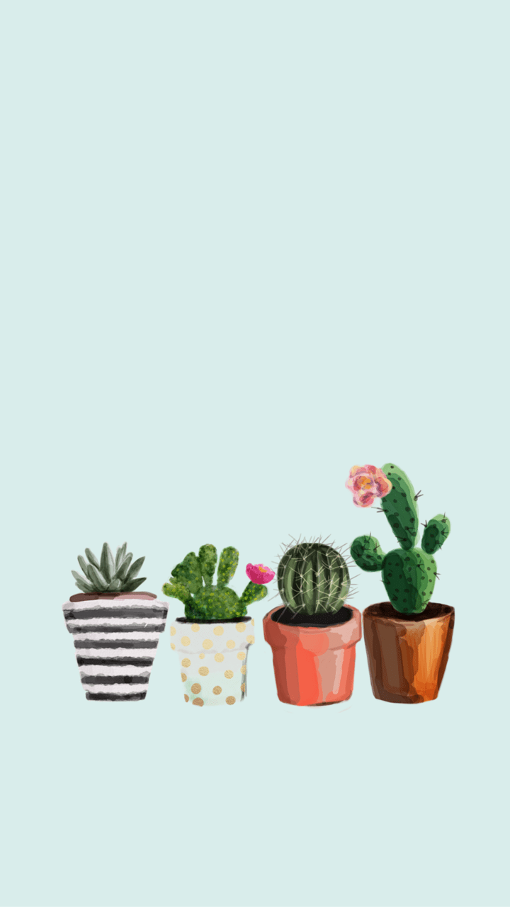 cactus wallpaper discovered