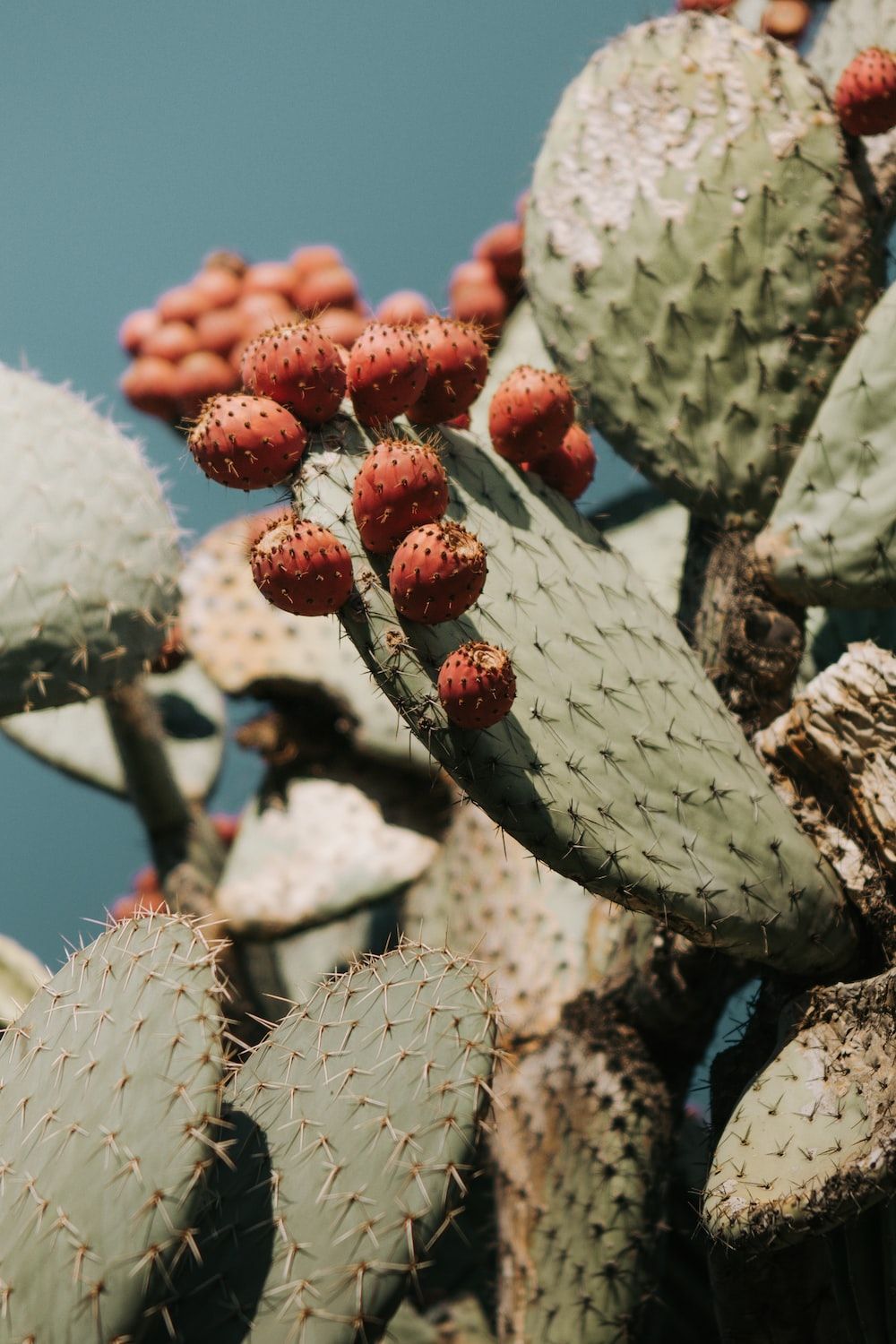 A cactus with red fruit on it - Cactus