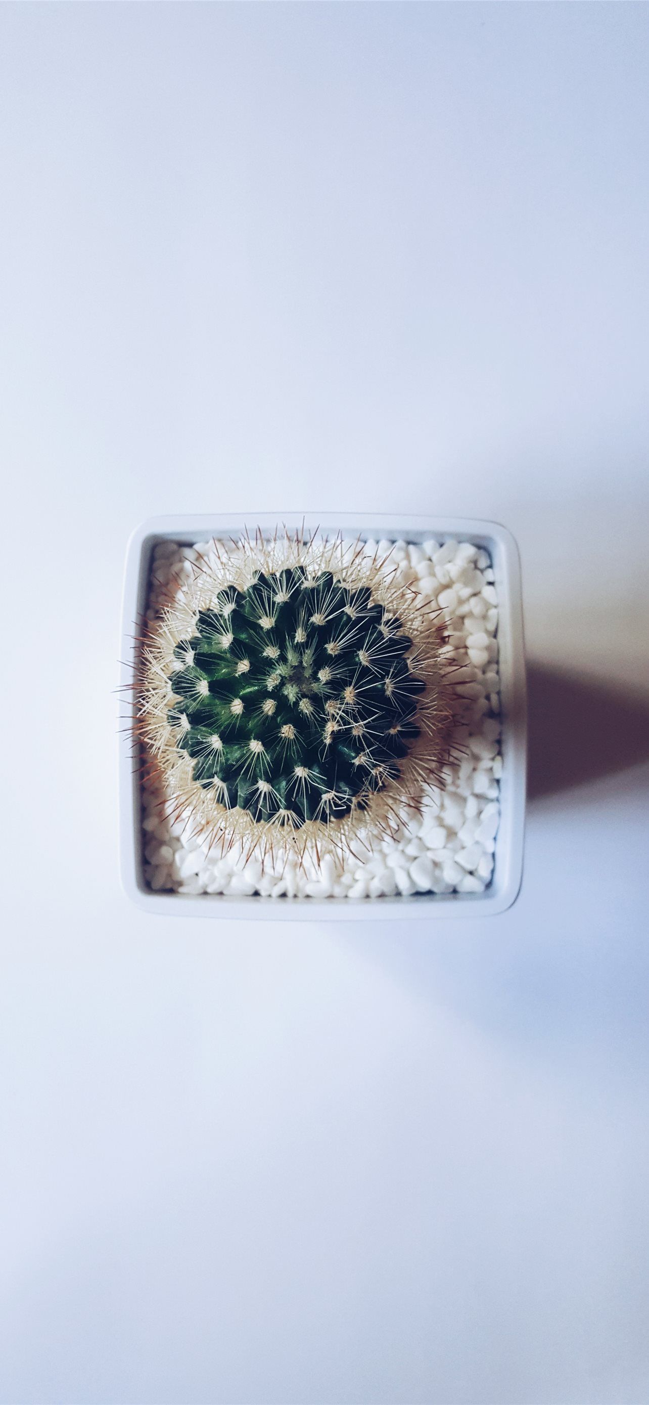 cactus succulent plant on white vase iPhone 12 Wallpaper Free Download